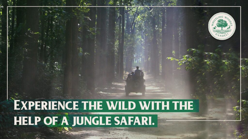Experience the wild with the help of a jungle safari 