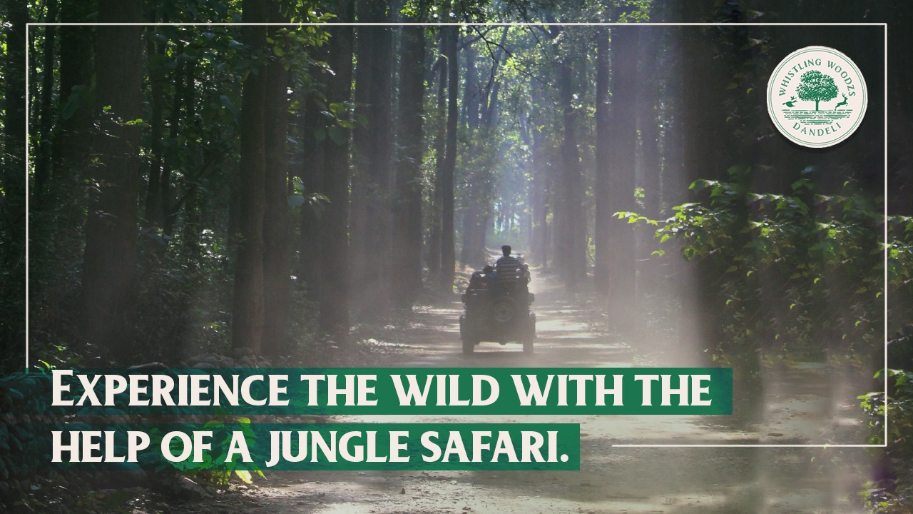 Experience the wild with the help of a jungle safari