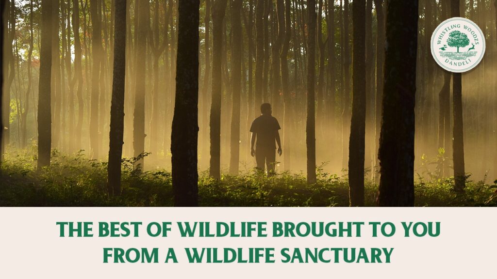 The best of wildlife brought to you from a wildlife sanctuary